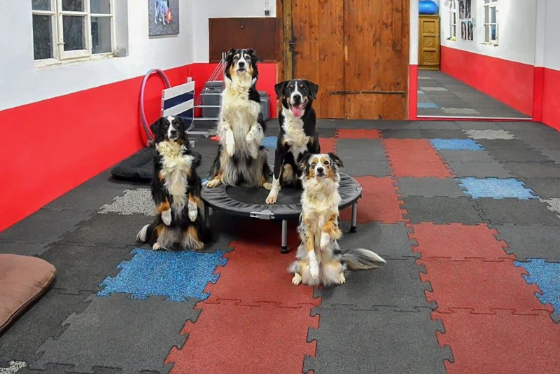 All'interno, nella sala di addestramento di una scuola per cani, le lastre sportive Pro WARCO forniscono una superficie di addestramento morbida, confortevole e antiscivolo.