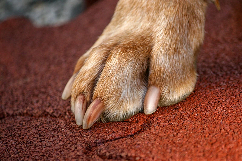 La zampa del cagnolone è appoggiata su un tappeto rosso da canile WARCO fatto in granuli di gomma.