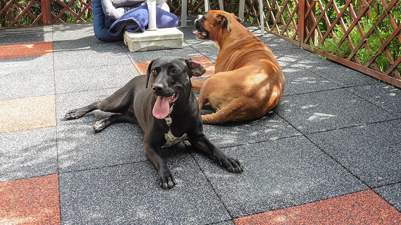 Die Terrasse ist mit quadratischen Terrassenplatten aus Gummigranulat belegt. Die Platten haben ein rot und grau marmoriertes Farbdesign und sind gleichmäßig verlegt. Zwei Hunde liegen entspannt auf der Terrasse und genießen die sommerliche Atmosphäre. Der Bodenbelag bietet eine robuste und pflegeleichte Fläche, die sich gut in die grüne Umgebung einfügt.