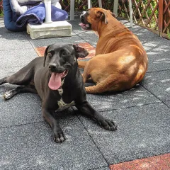 Die Terrasse ist mit quadratischen Terrassenplatten aus Gummigranulat belegt. Die Platten haben ein rot und grau marmoriertes Farbdesign und sind gleichmäßig verlegt. Zwei Hunde liegen entspannt auf der Terrasse und genießen die sommerliche Atmosphäre. Der Bodenbelag bietet eine robuste und pflegeleichte Fläche, die sich gut in die grüne Umgebung einfügt.