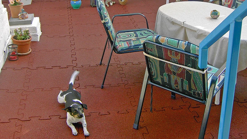 Nella foto si vede un balcone rivestito con piastrelle puzzle WARCO rosse. Un cagnolino si muove liberamente sulla superficie elastica e antiscivolo, mentre un’area salotto invita a momenti di convivialità. Il pavimento protegge il sottofondo da umidità e danni, risultando al contempo facile da pulire e resistente agli agenti atmosferici. In questo modo, l’ambiente esterno rimane un luogo accogliente per il relax a lungo termine.