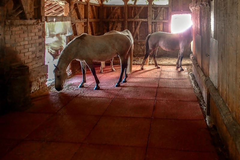 Tre cavalli si trovano sui tappeti rossi per box di cavalli di WARCO in una scuderia aperta con un'area di toilette dotata di lettiera.